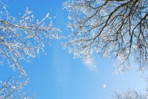 blue sky above snowy tree branches
