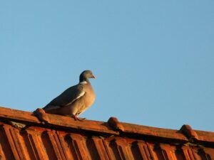 pigeon resting on red roof with blue sky background